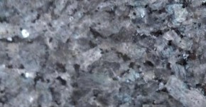 11 – Labrador bleu