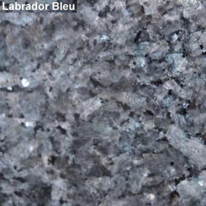 11 – Labrador bleu